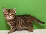 Baby cheetah Rokky black tabby scottish straight - Scottish Straight Kitten For Sale - CA, US