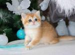 Dina golden shell ny 12 scottish straight girl - Scottish Straight Kitten For Sale - CA, US