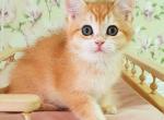 Mafik ny 12 boy golden shaded british shorthair - British Shorthair Kitten For Sale - Houston, TX, US