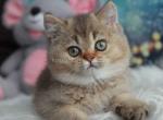 Nik baby boy golden ticked british shorthair - British Shorthair Cat For Sale - Houston, TX, US