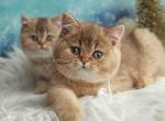 Nelson chocolate golden ticked british shorthair - British Shorthair Kitten For Sale - Houston, TX, US