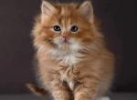 Red boy - Siberian Kitten For Sale - Brooklyn, NY, US