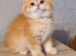 Barbaris by12 choco golden shell british shorthair - British Shorthair Kitten For Sale - Houston, TX, US