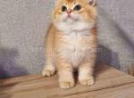 Boris by 12 choco golden shell british shorthair - British Shorthair Kitten For Sale - Houston, TX, US