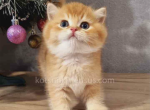 Bruno by 12 choco golden shell british shorthair - British Shorthair Kitten For Sale - Houston, TX, US