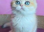 Iris ny 12 black golden shell british shorthair - British Shorthair Kitten For Sale - Houston, TX, US