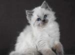 Elzar - Siberian Kitten For Sale - Brooklyn, NY, US