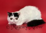 Panda - Exotic Kitten For Sale - Yucca Valley, CA, US