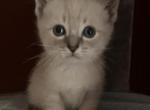 Ready to go Winter Lynx Siamese - Siamese Kitten For Sale - Waterbury, CT, US