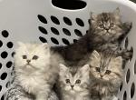 Rainbow litter - Scottish Fold Kitten For Sale - Tukwila, WA, US