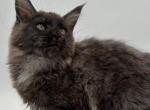 Dash - Maine Coon Cat For Sale - Brighton, CO, US