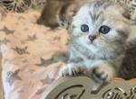 Busia - Scottish Straight Kitten For Sale - Rocklin, CA, US