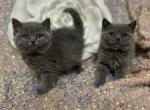 Blue Gnomes - British Shorthair Kitten For Sale - Fort Wayne, IN, US