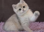 Jackie - British Shorthair Cat For Sale - Hollywood, FL, US