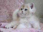 Quest - British Shorthair Kitten For Sale - Hollywood, FL, US