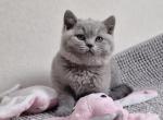 Kama - British Shorthair Kitten For Sale - Hollywood, FL, US