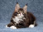 William Polydactyl - Maine Coon Kitten For Sale - Hollywood, FL, US