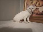 Snow White - Domestic Cat For Adoption - Covington, KY, US