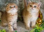 Little leopard cheetah scottish fold girl - Scottish Fold Kitten For Sale - Dallas, TX, US