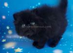 Stepash black persian exotic longhair baby boy - Persian Kitten For Sale - Dallas, TX, US