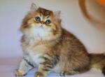 Rafael golden purebred persian baby boy - Persian Kitten For Sale - Dallas, TX, US