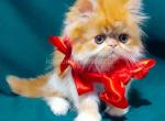 Zevs orange persian exotic longhair ginger boy - Persian Kitten For Sale - Dallas, TX, US