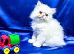 Zak whole white persian exotic longhair baby boy - Persian Kitten For Sale - Dallas, TX, US