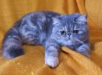 Afina blue tabby exotic shorthair chunky girl - Exotic Cat For Sale - Dallas, TX, US