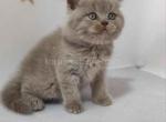 Britsh shorthair baby boy lilac solid color - British Shorthair Kitten For Sale - Dallas, TX, US