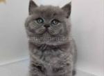 Olivia britsh shorthair baby girl blue solid color - British Shorthair Kitten For Sale - Houston, TX, US