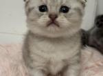 White Chocolate - Scottish Fold Kitten For Sale - Miami, FL, US