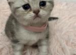 Lily - Scottish Fold Kitten For Sale - Miami, FL, US