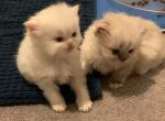 Galileo and Skye - Himalayan Kitten For Sale - North Tonawanda, NY, US