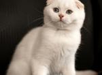 Princess - Scottish Fold Kitten For Sale - Buffalo Grove, IL, US