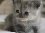 Reserved TICA registered nonstandard Minuet Annie - Minuet Kitten For Sale - Capon Bridge, WV, US