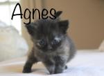 Reserved TICA registered nonstandard minuet Agnes - Minuet Kitten For Sale - Capon Bridge, WV, US