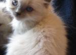 Daphne - Ragdoll Cat For Sale - Santa Rosa, CA, US