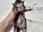 MAINE COONS MICHIGAN - Maine Coon Kitten For Sale - Denver, CO, US