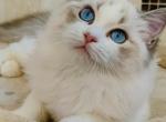 JOA - Ragdoll Cat For Sale - Los Angeles, CA, US