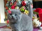 Endy plushy scottish fold boy blue solid boy - Scottish Fold Kitten For Sale - Dallas, TX, US