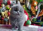 Estelle scottish fold longhair blue solid girl - Scottish Fold Kitten For Sale - Dallas, TX, US