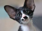 Merlin - Oriental Kitten For Sale - Norwalk, CT, US