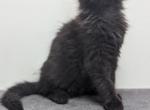 Lucky - Maine Coon Cat For Sale - Staten Island, NY, US