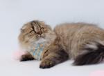 Highland Fold boy - Scottish Fold Kitten For Sale - Spokane, WA, US