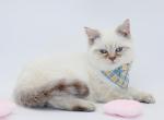 Chocolate color point boy - British Shorthair Cat For Sale - 