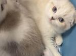 Seal silver tabby mink bicolor female - Scottish Fold Kitten For Sale - Sun City Center, FL, US