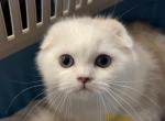 Bicolor point Fold boy - Scottish Fold Kitten For Sale - Sun City Center, FL, US