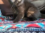 CFA Exotic short hair - Exotic Kitten For Sale - Youngstown, OH, US
