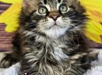 XENIA - Maine Coon Cat For Sale - Pensacola, FL, US