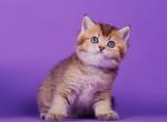 Oliver - British Shorthair Kitten For Sale - Houston, TX, US